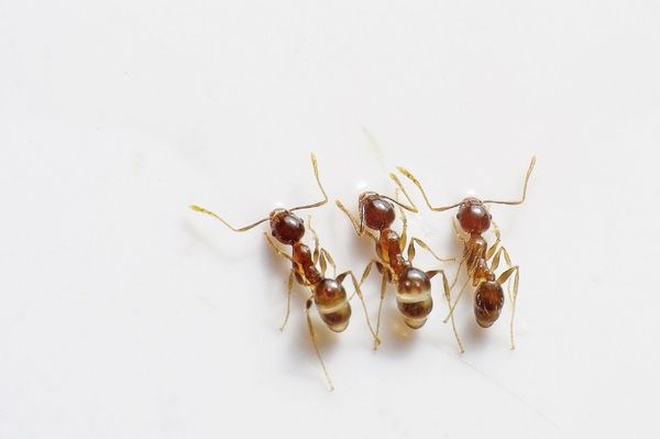 Zdrowe i bezpieczne sposoby radzenia sobie z inwazją mrówek w domu